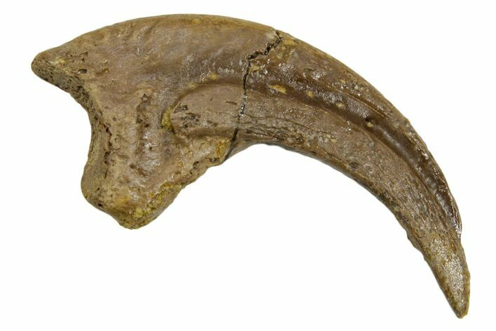 Fossil Avisaurus (Bird Lizard) Claw - Wyoming #382478